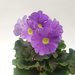 Primula Obconica